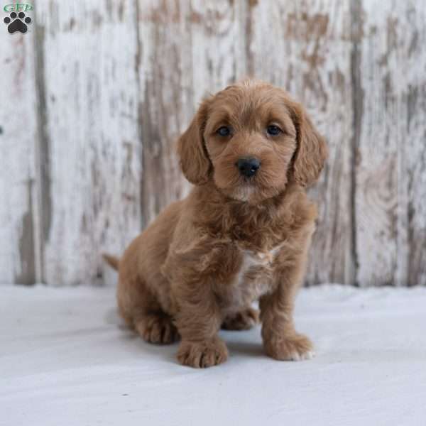 Harmony, Mini Labradoodle Puppy